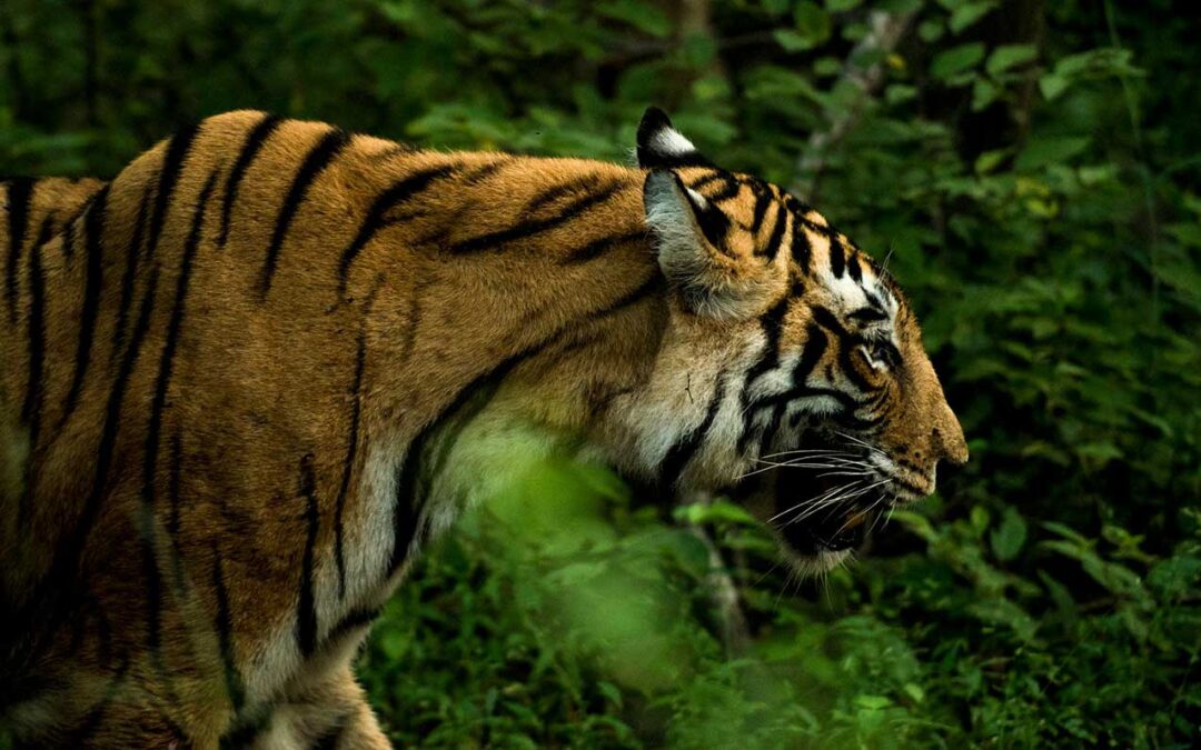 Tigers, Tigers and Tigers