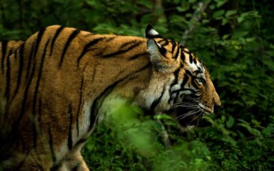Tigers, Tigers and Tigers