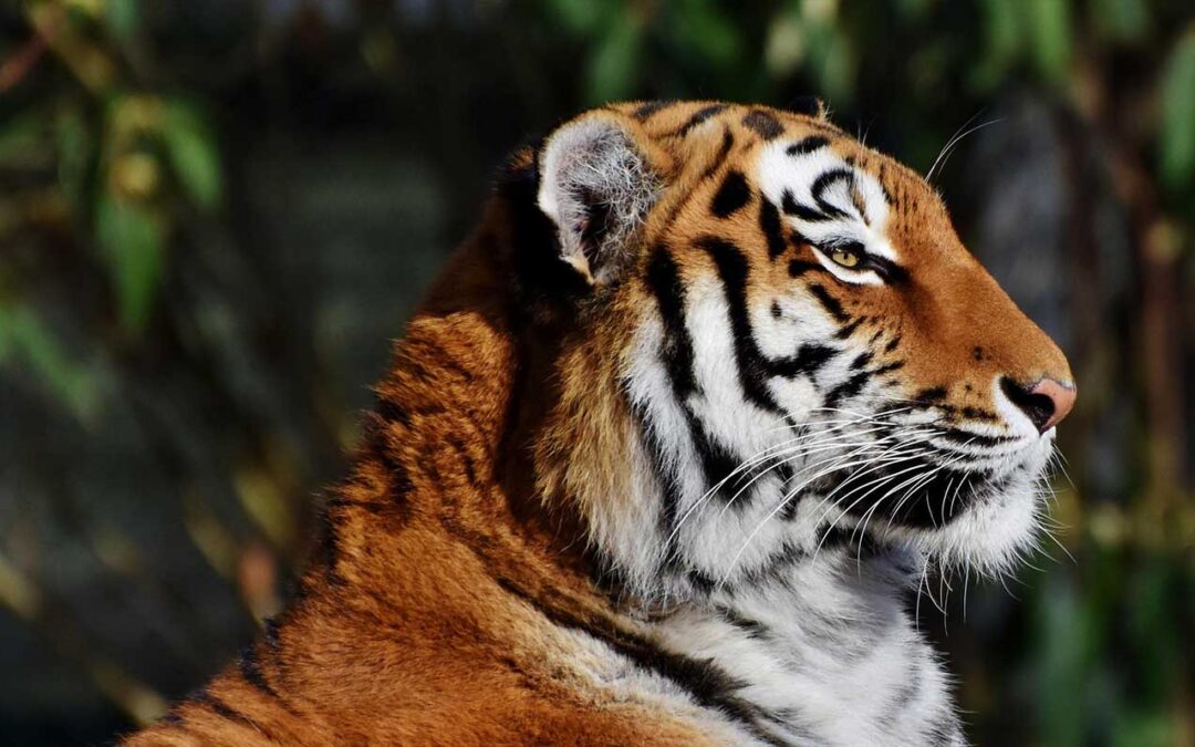 Golden Triangle with Tigers